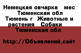 Немецкая овчарка 7 мес. - Тюменская обл., Тюмень г. Животные и растения » Собаки   . Тюменская обл.